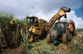 Sugar cane harvesting