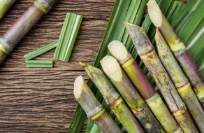 Sugar cane